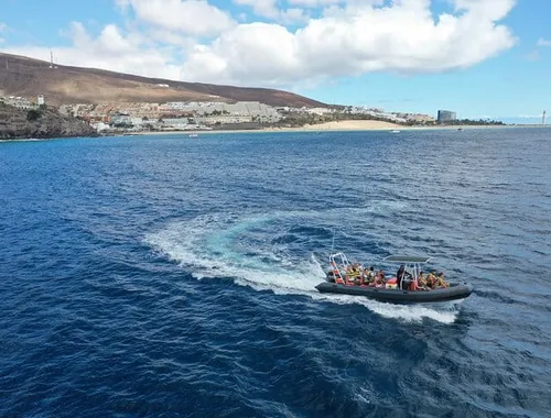 2 Hours Dolphin and Whale Watching Tour + snorkelling