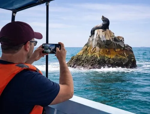 Sea lion: See sea lions up close from the boat