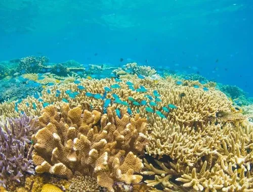 Grand Cayman 3-Stop Adventure: Stingray City & Reef Snorkeling