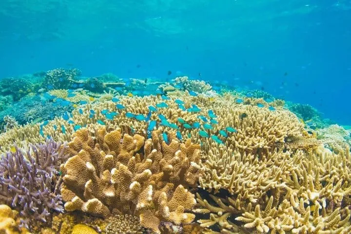 Grand Cayman 3-Stop Adventure: Stingray City & Reef Snorkeling