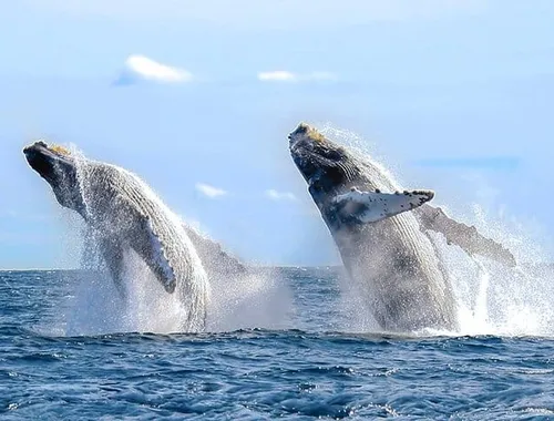 Los Cabos Whale Watching Cruise with Open Bar and Snacks