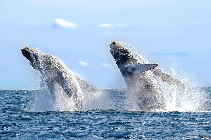 Los Cabos Whale Watching Cruise with Open Bar and Snacks