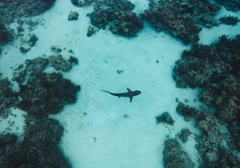 Phi Phi Sunset & Shark Spotting – Small Group