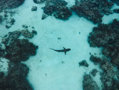Phi Phi Sunset & Shark Spotting – Small Group