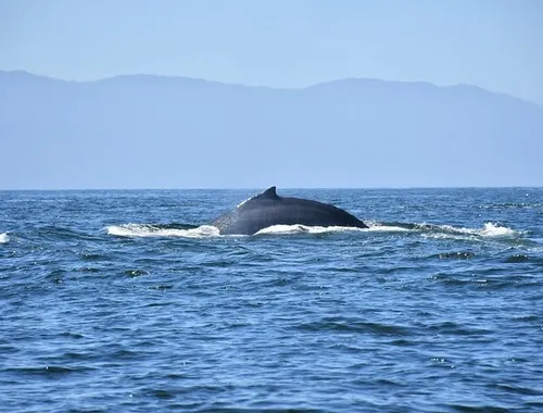Whale Watching