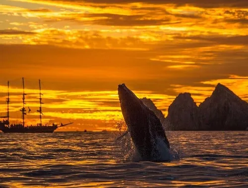 Los Cabos Sunset Whale Watching Cruise with Open Bar