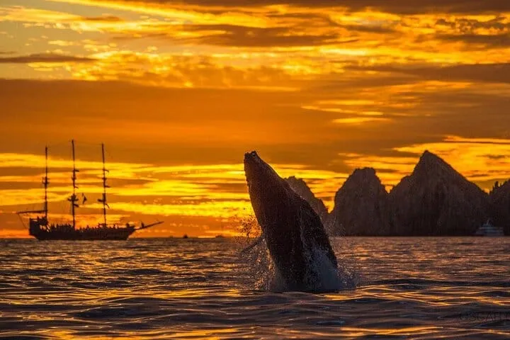 Los Cabos Sunset Whale Watching Cruise with Open Bar