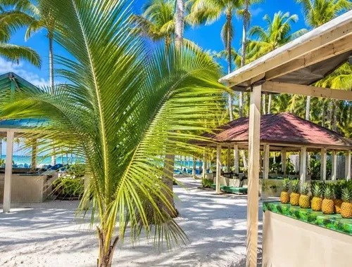 Saona Island Day Trip from Punta Cana: Catamaran, Lunch & Bar