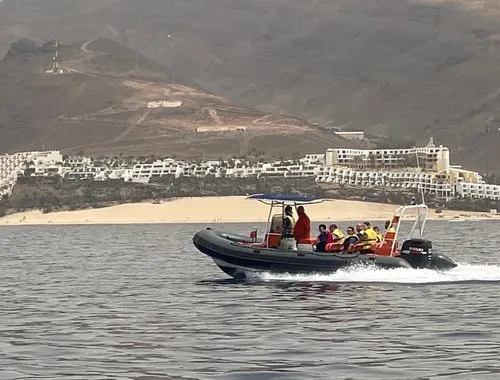 2 Hours Dolphin and Whale Watching Tour + snorkelling