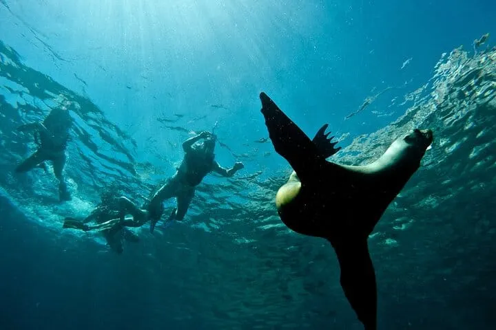 Balandra Beach & Sea Lions Private Boat Adventure from La Paz