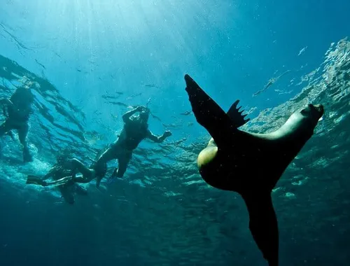 Balandra Beach & Sea Lions Private Boat Adventure from La Paz