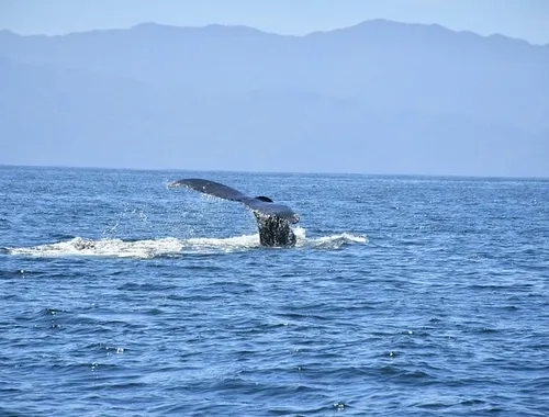 Whale Watching