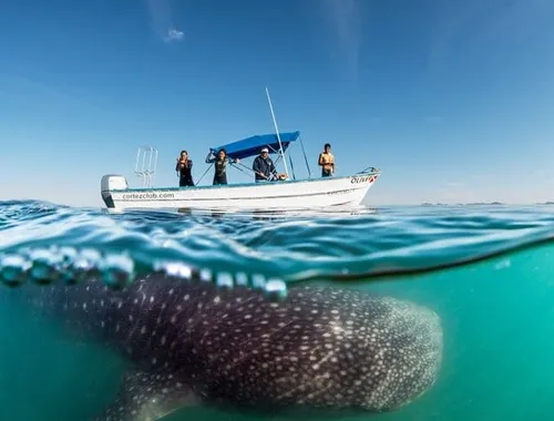Whale Shark Encounter & Swimming Adventure from La Paz