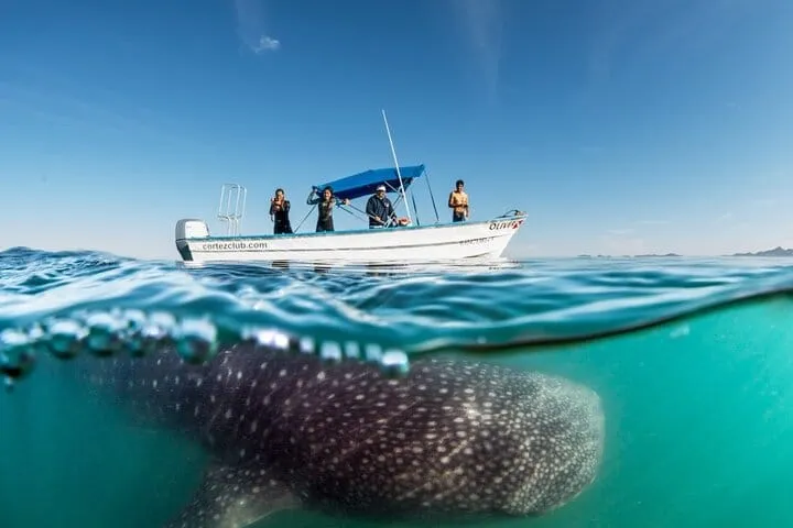 Whale Shark Encounter & Swimming Adventure from La Paz