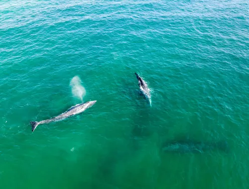 Guided Marine Life Excursion in Estepona