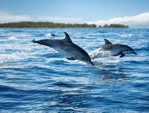 Zanzibar’s Only All-Inclusive Shared Catamaran Tour