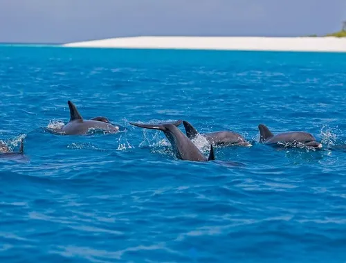 Get up close with playful dolphins in the sparkling waters of Zanzibar. A magical experience perfect for nature lovers and families alike!