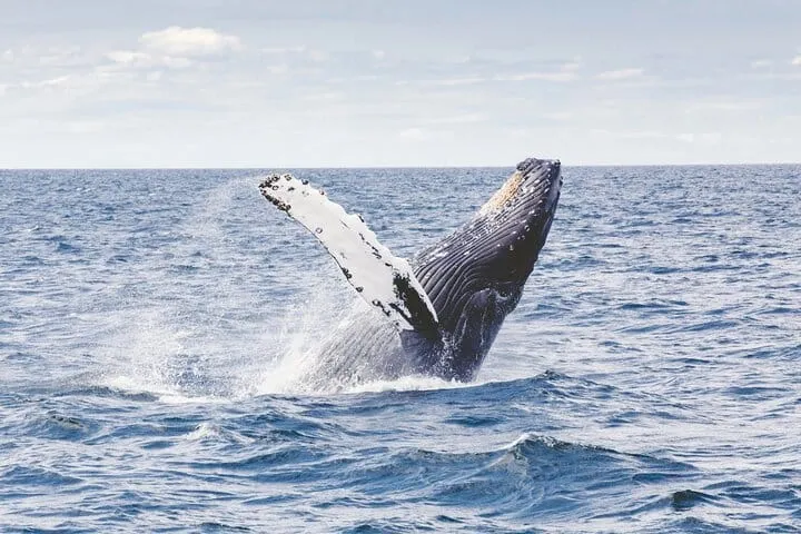 Los Cabos Whale Watching Cruise with Open Bar and Snacks