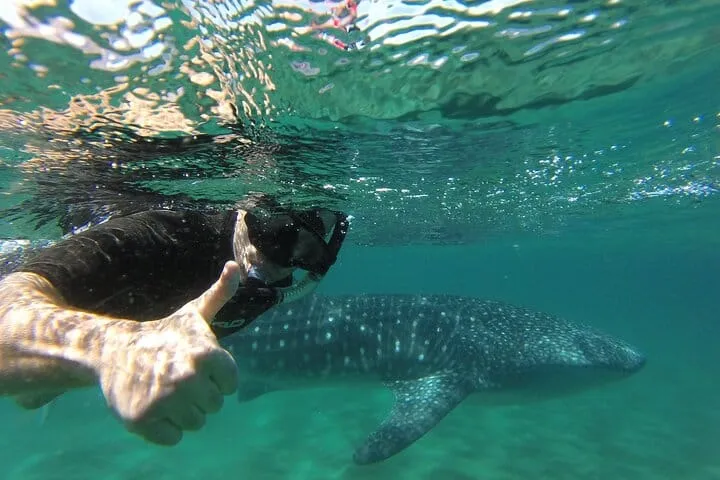 Whale Shark Encounter & Swimming Adventure from La Paz