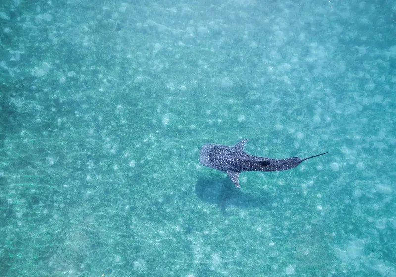Phi Phi Sunset & Shark Spotting – Small Group