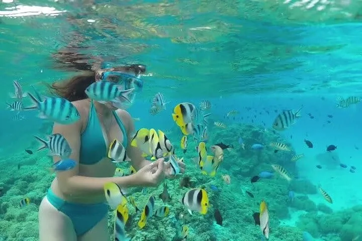 Grand Cayman Stingray City and Reef Snorkeling Adventure