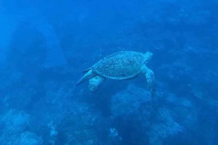 Safaga & Makadi Bay: Royal Seascope Submarine cruise with pickup