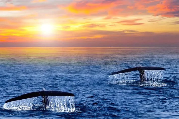 Los Cabos Sunset Whale Watching Cruise with Open Bar