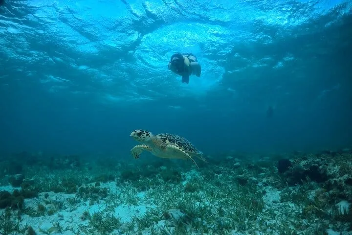 Cancun Snorkeling Tour: Swim with Turtles, Reef, Underwater Museum and Shipwreck