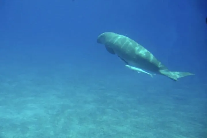 From Makadi Bay : Royal Seascope Submarine tour with snorkeling