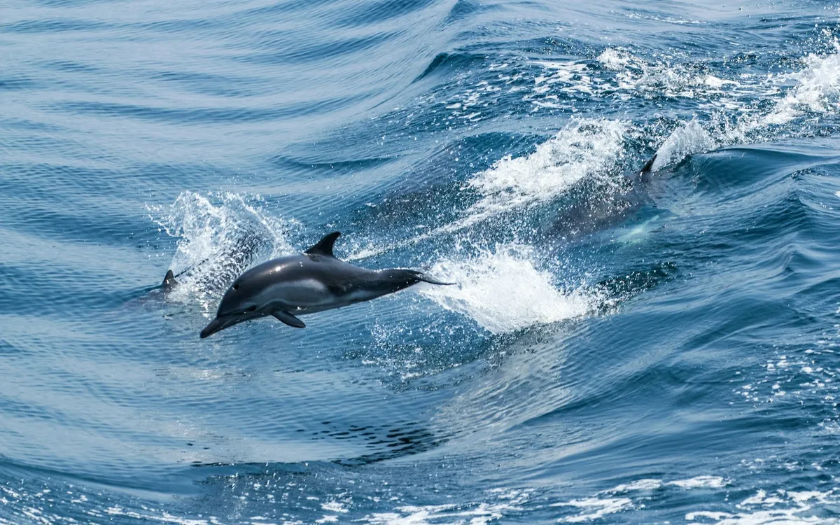 Dolphin leaping beside a wave in open water
