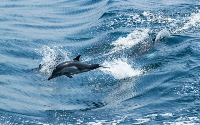 Dolphin leaping beside a wave in open water
