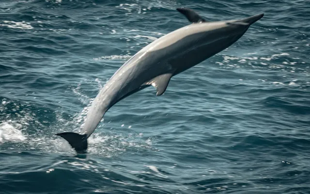 A dolphin leaping beside a sailboat in the Mediterranean