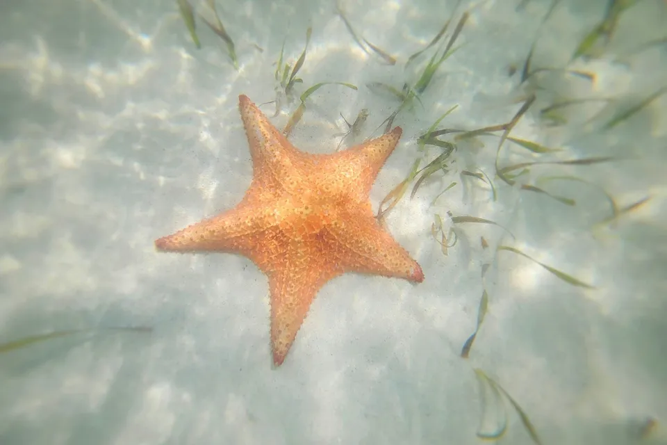 A starfish in the shallows off Grand Cayman. Photo via Unsplash
