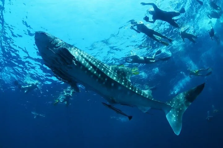 A boat trip from La Paz, Baja California Sur