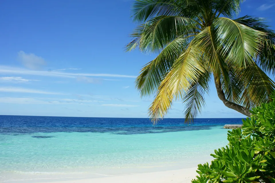 A coconut palm over a turquoise Caribbean beach in Jamaica. Photo via Unsplash