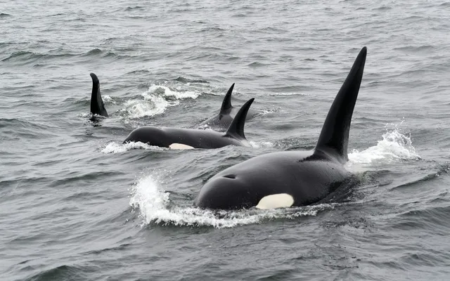 A group of orcas with their dorsal fins above the water