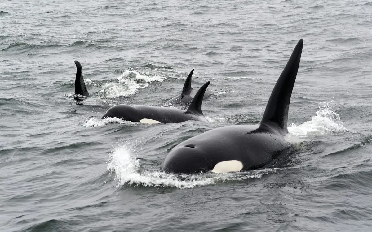 A group of orcas with their dorsal fins above the water