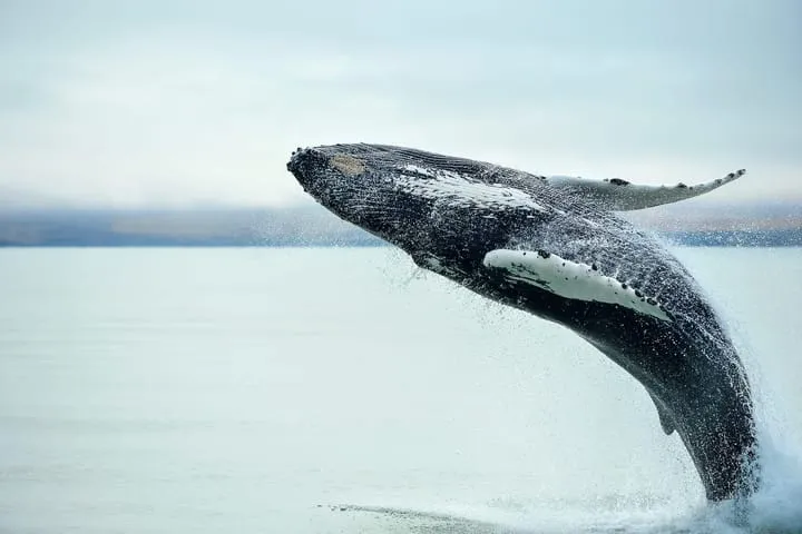 A whale surfacing at sea