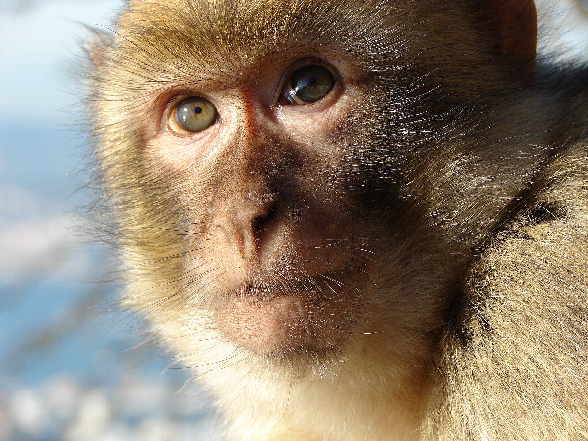 Barbary macaque in Gibraltar looking at the camera