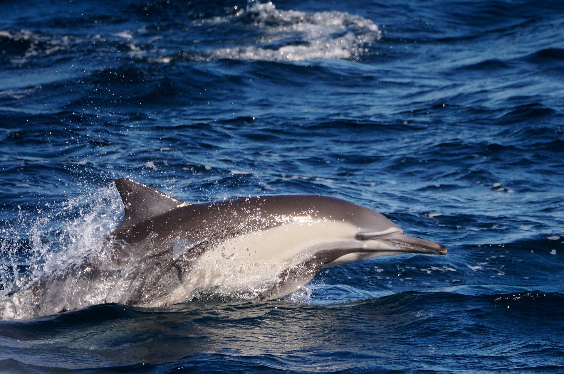 Common dolphin leaping, with the pale flank pattern visible