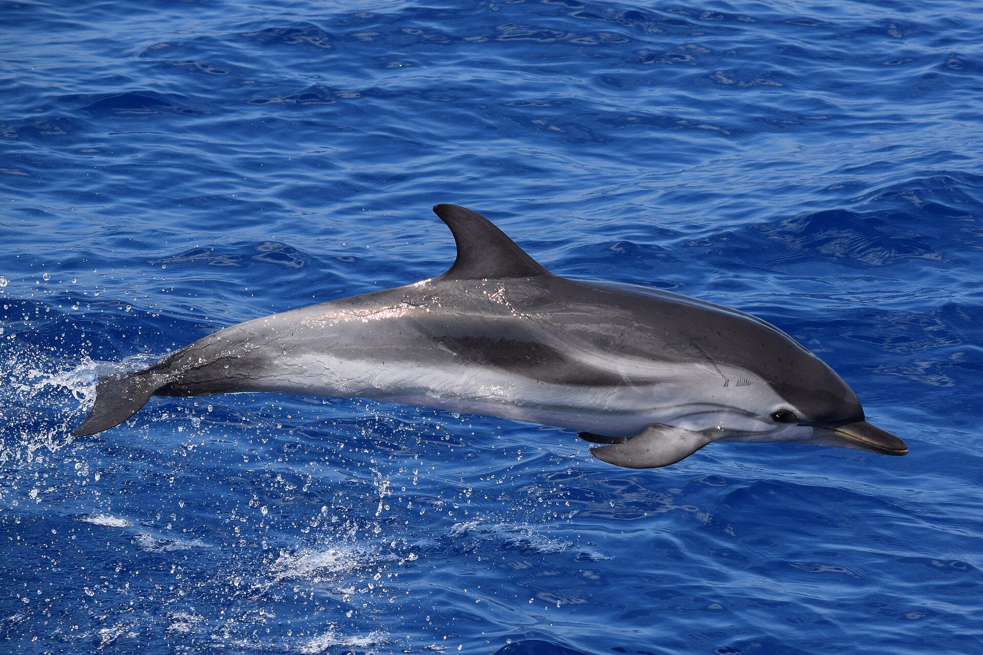 Striped dolphin leaping, with the dark stripe from the eye along the flank