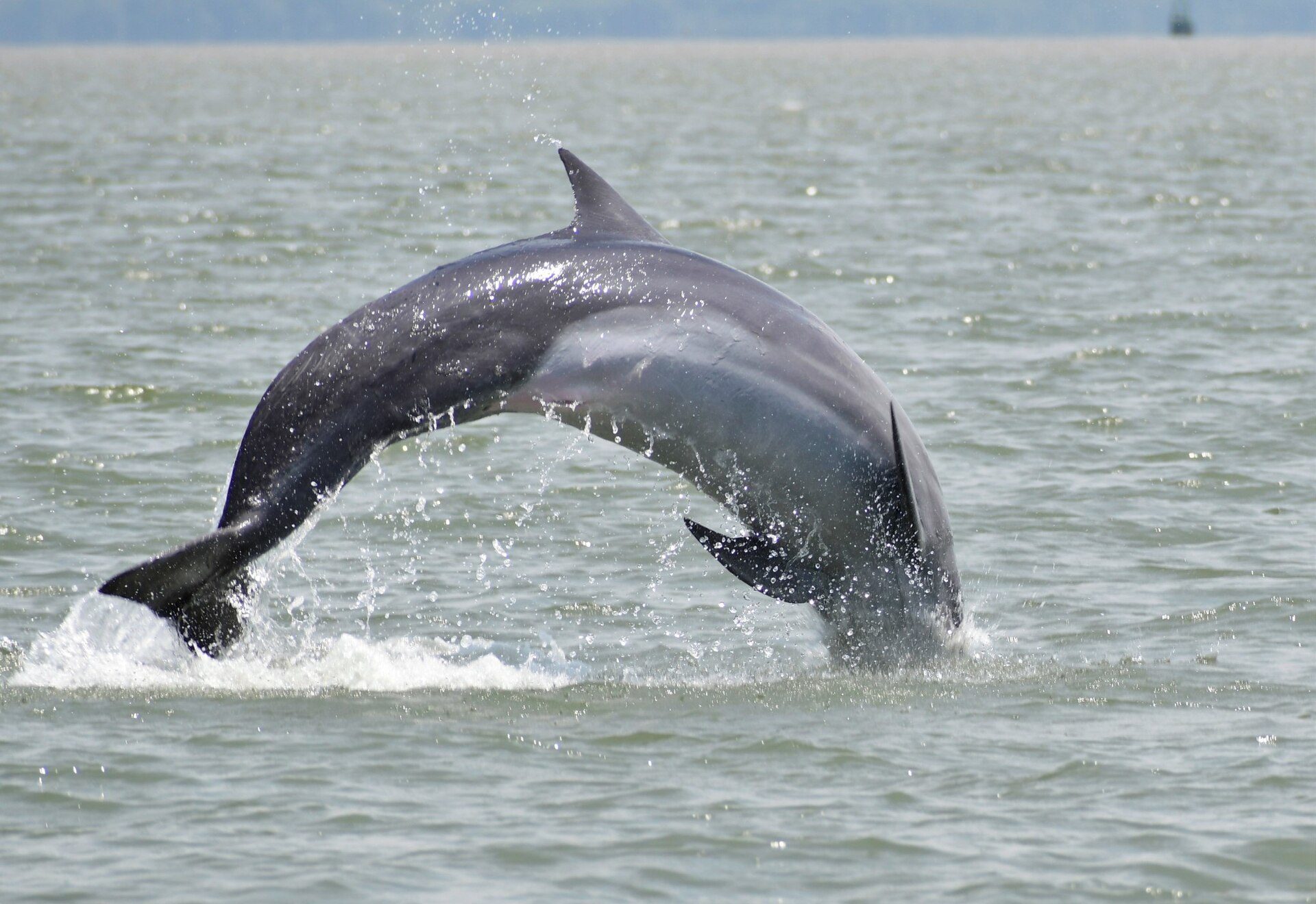 Bottlenose dolphin leaping out of the water