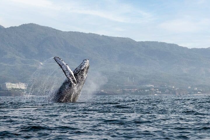 A humpback whale breaching, photographed on a Puerto Vallarta whale-watching trip