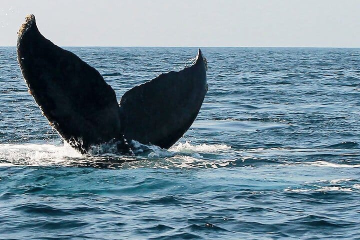 The tail of a humpback whale