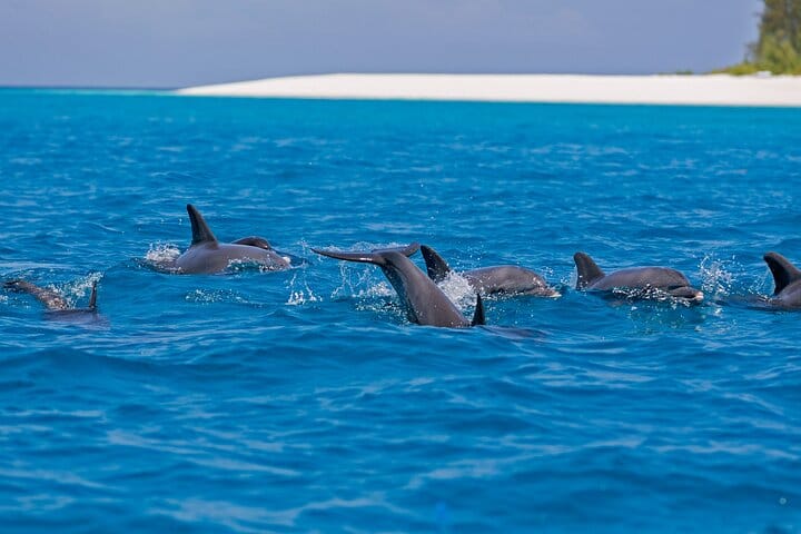Dolphins in the waters off the island (photo from the listing; sightings are never guaranteed)